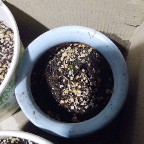 Genética desconocida growlog photo: Primeras plantulas