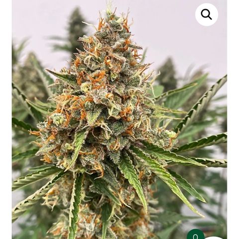 Banjerine growlog timeline photo
