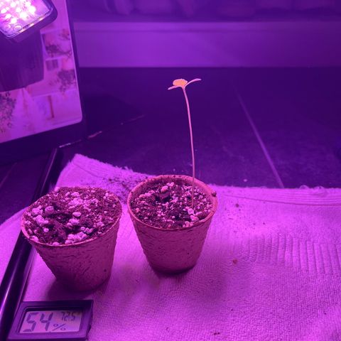 Banjerine growlog timeline photo
