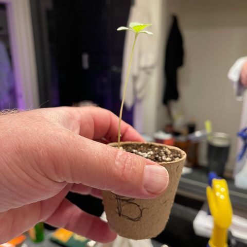 Banjerine growlog timeline photo