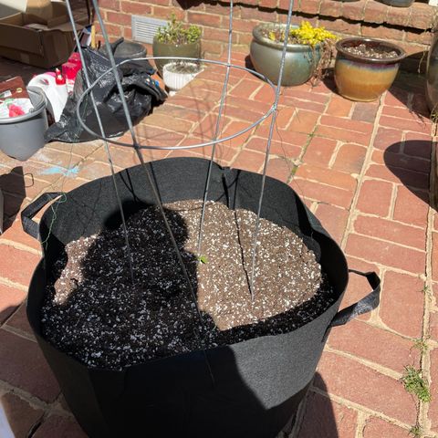 Banjerine growlog timeline photo