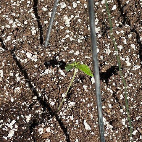 Banjerine growlog timeline photo