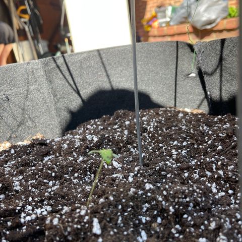 Banjerine growlog timeline photo