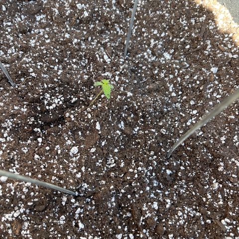 Banjerine growlog timeline photo