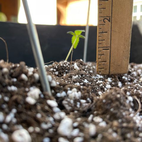 Banjerine growlog timeline photo