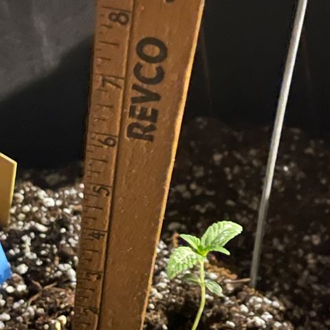 Banjerine growlog photo: 4.5 inches