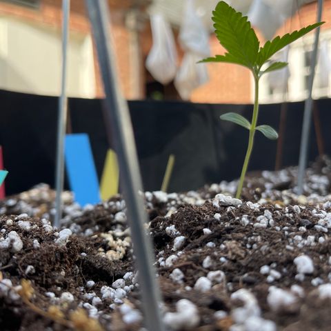 Banjerine growlog timeline photo