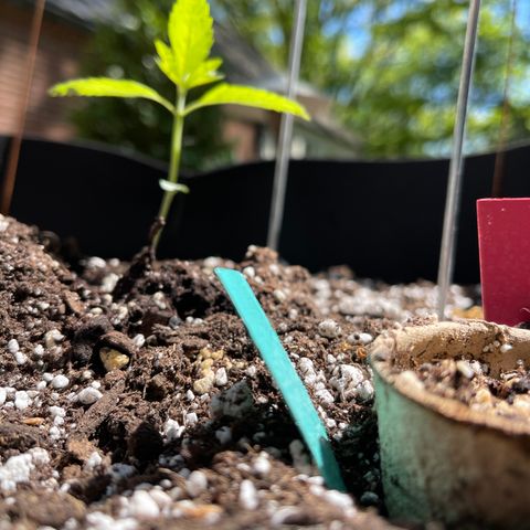 Banjerine growlog timeline photo