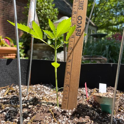 Banjerine growlog timeline photo