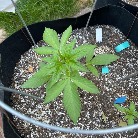 Banjerine growlog timeline photo