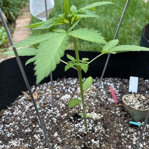 Banjerine growlog timeline photo