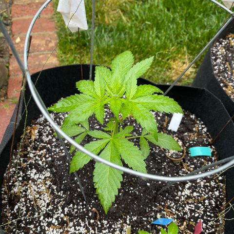 Banjerine growlog timeline photo