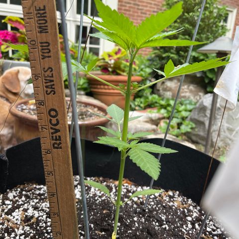 Banjerine growlog timeline photo