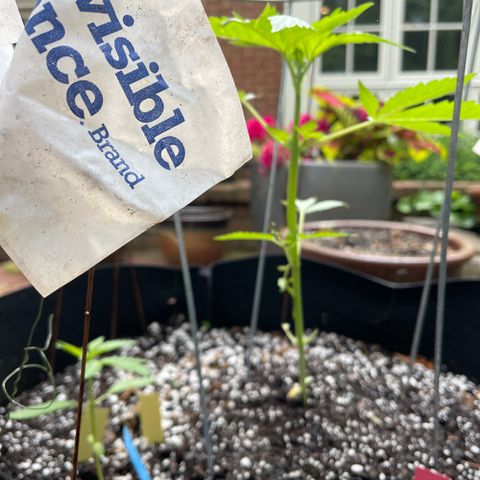 Banjerine growlog timeline photo