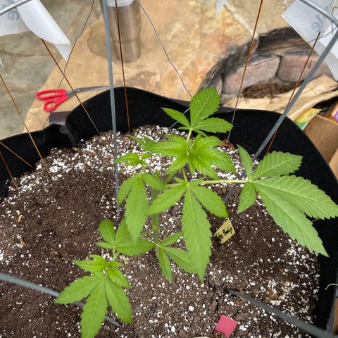 Banjerine growlog timeline photo