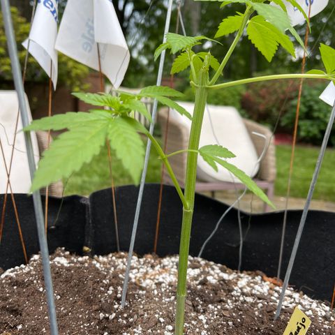 Banjerine growlog timeline photo