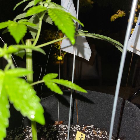 Banjerine growlog timeline photo