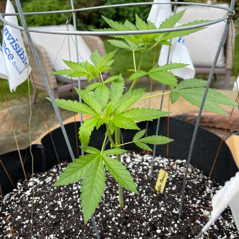 Banjerine growlog timeline photo