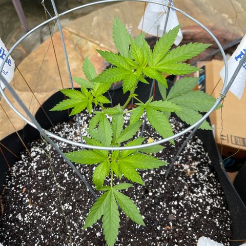Banjerine growlog timeline photo