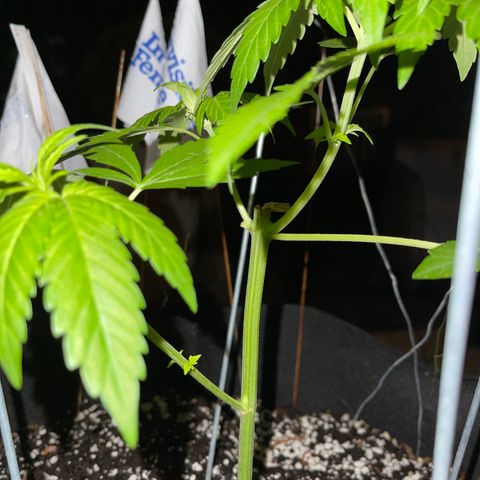 Banjerine growlog photo: Leaves turned down, thinking just needs sun