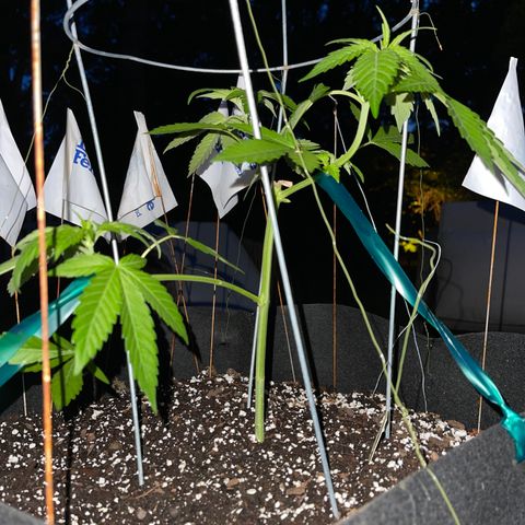 Banjerine growlog photo: Tied down