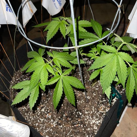 Banjerine growlog timeline photo
