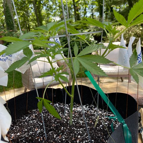 Banjerine growlog timeline photo