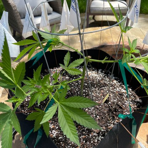Banjerine growlog photo: After training 
