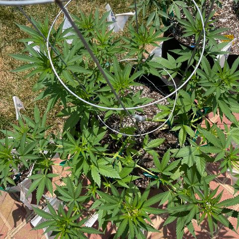 Banjerine growlog timeline photo
