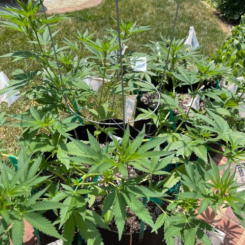 Banjerine growlog timeline photo