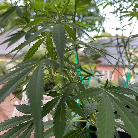Banjerine growlog timeline photo