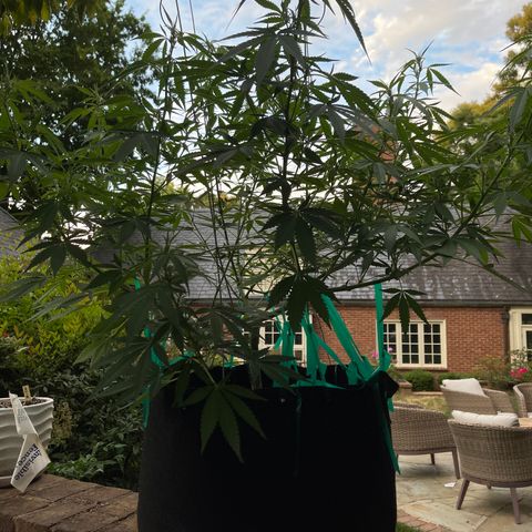 Banjerine growlog timeline photo