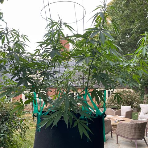Banjerine growlog timeline photo