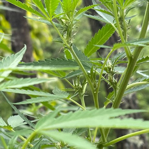 Banjerine growlog photo: Little baby buds visible