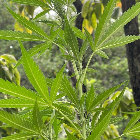 Banjerine growlog photo: Little baby buds visible