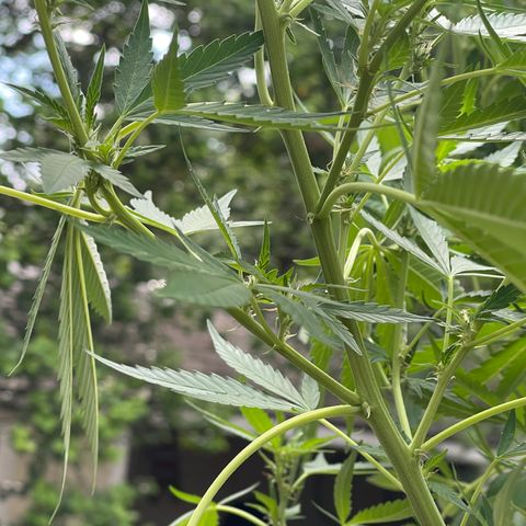 Banjerine growlog photo: Little baby buds visible