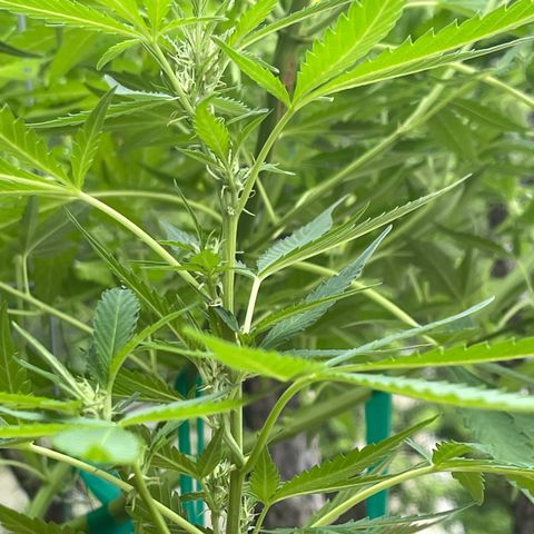Banjerine growlog photo: Little baby buds visible