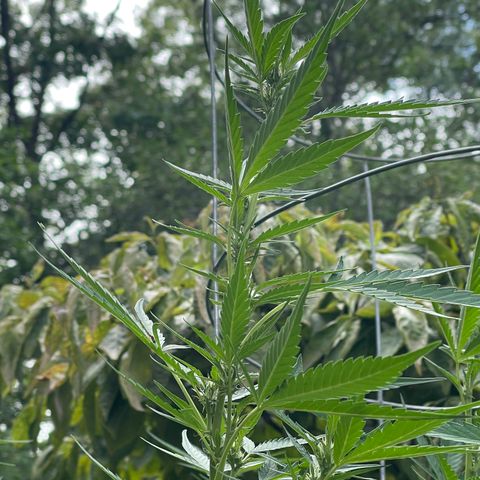 Banjerine growlog photo: Little baby buds visible