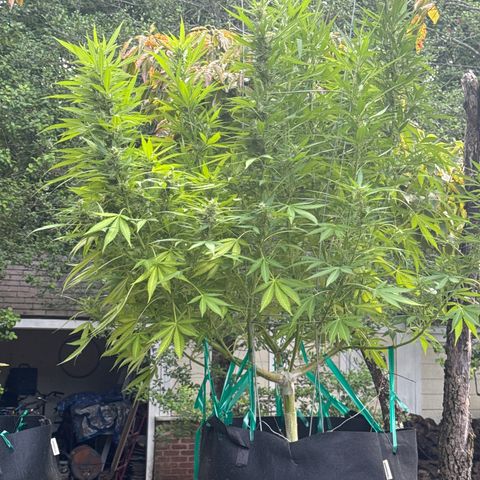 Banjerine growlog timeline photo