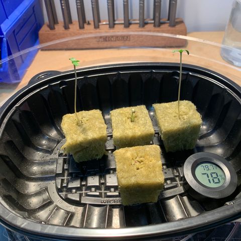 Farrah growlog photo: 3 sprouted 