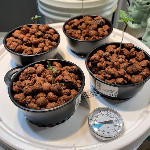 Farrah growlog photo: First day DWC