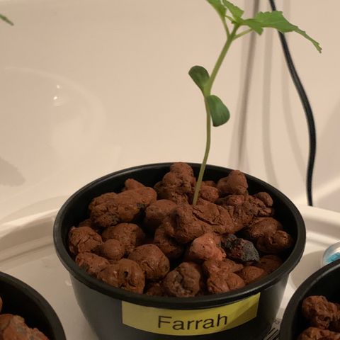 Farrah growlog timeline photo
