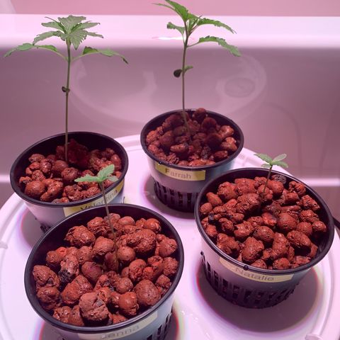 Farrah growlog timeline photo