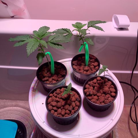 Farrah growlog timeline photo