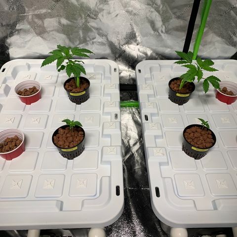 Farrah growlog timeline photo