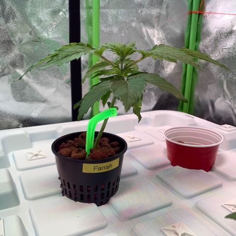 Farrah growlog timeline photo