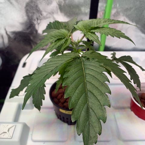 Farrah growlog photo: After topping 