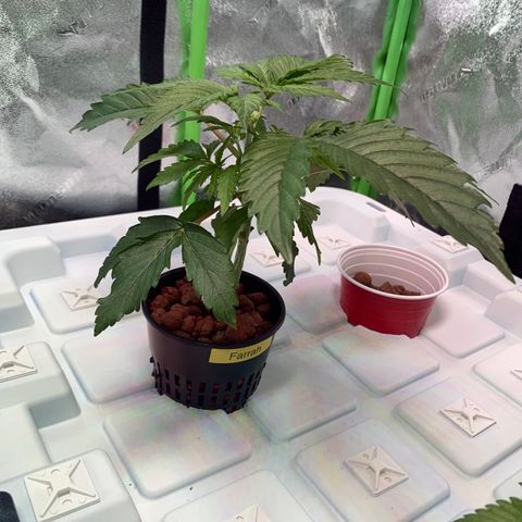 Farrah growlog photo: Before and after topping 