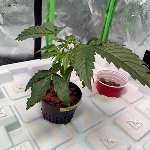 Farrah growlog photo: Before and after topping 