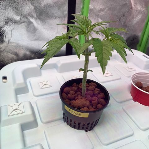 Farrah growlog timeline photo